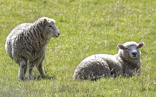JAPAN WOOL PROJECT