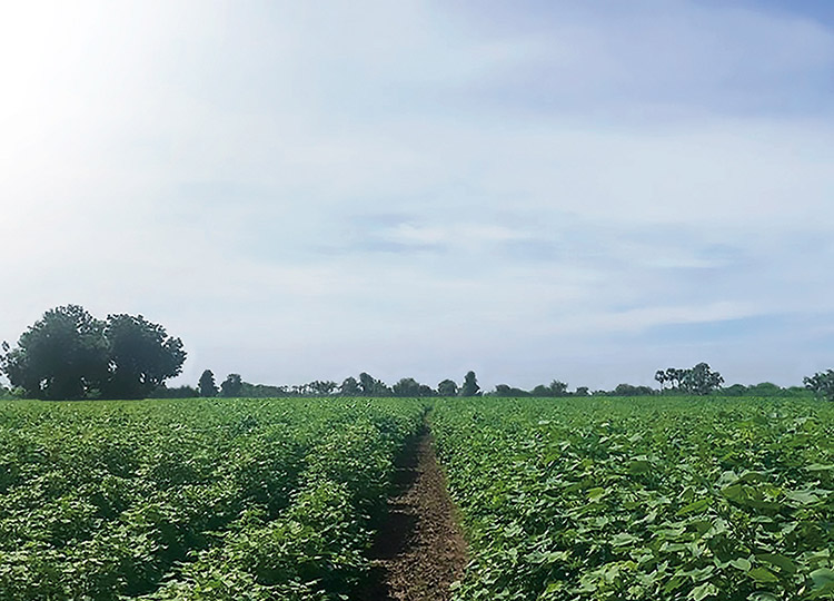 ORGANIC FIELD