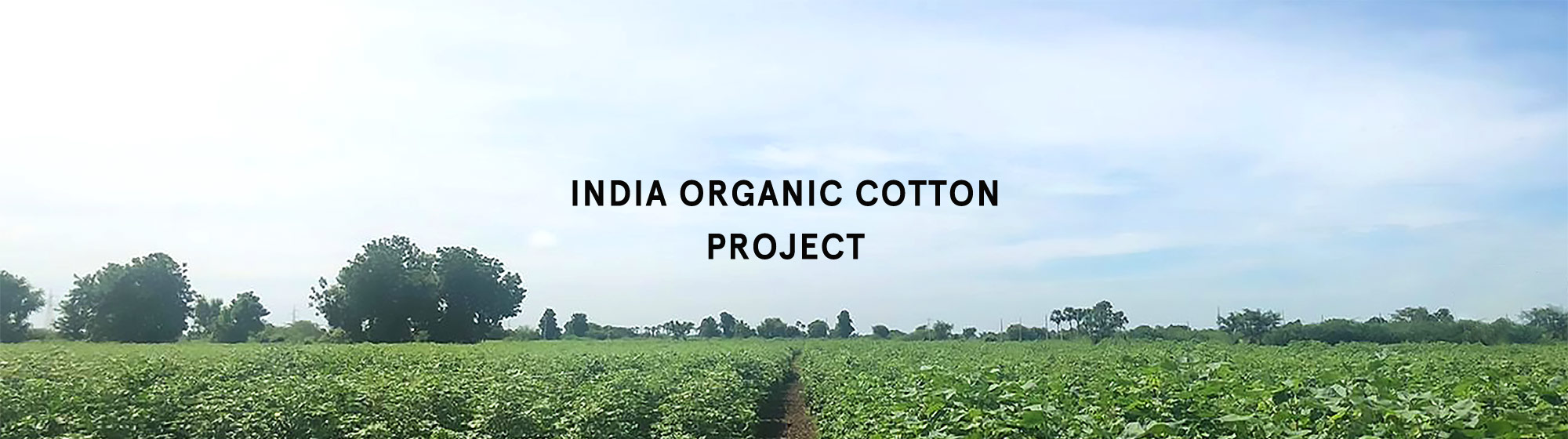 INDIA ORGANIC COTTON PROJECT