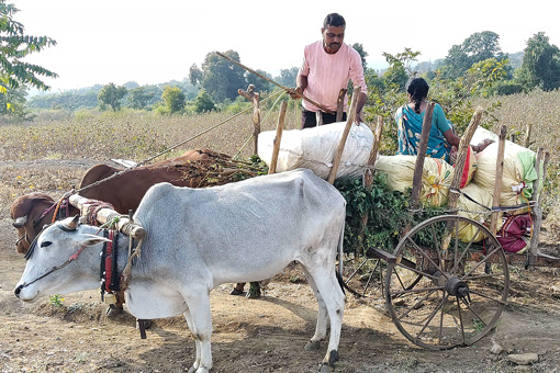 Reports from Farm