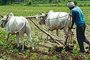 Reports from Farm