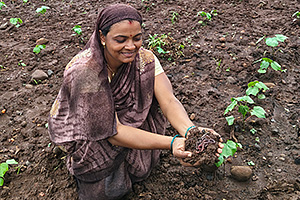 Reports from Farm